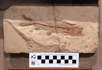 Media type: image;   Vertebrate Paleontology VPF-5333 Description: Photograph of the skeleton in right lateral view of MCZ VPF-5333. On exhibit in the HMNH Romer Hall.;  Aspect: lateral